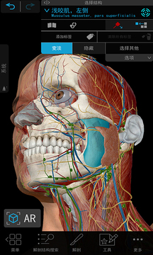 人体解剖3d